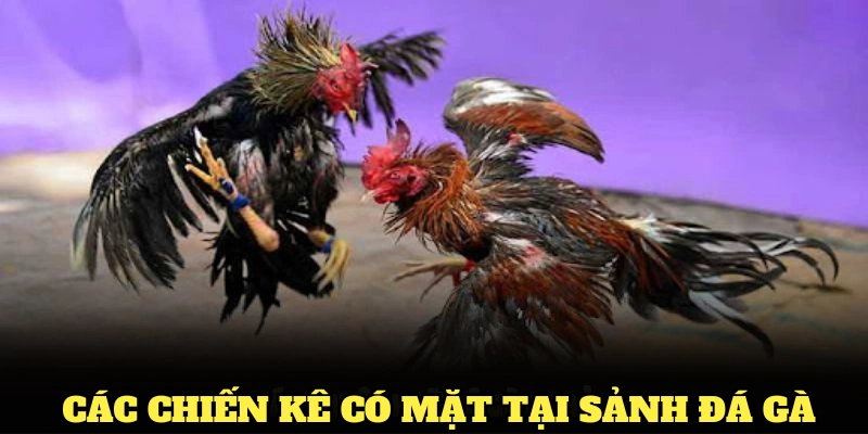 Điểm qua các chiến kê thường xuyên có mặt tại sảnh đá gà