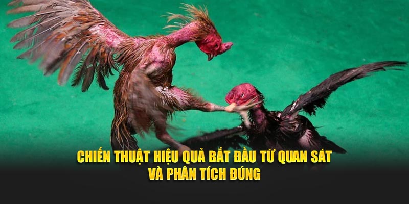 Chiến thuật hiệu quả bắt đầu từ quan sát và phân tích đúng